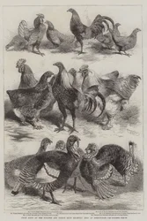 Prijsvogels op de Pluimvee- en Duivententoonstelling onlangs gehouden in Birmingham